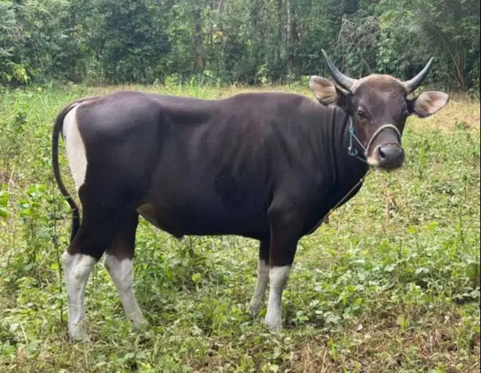 sapi potong 250-400kiloan siap lebaran nazar iedul fitri sedekahan top