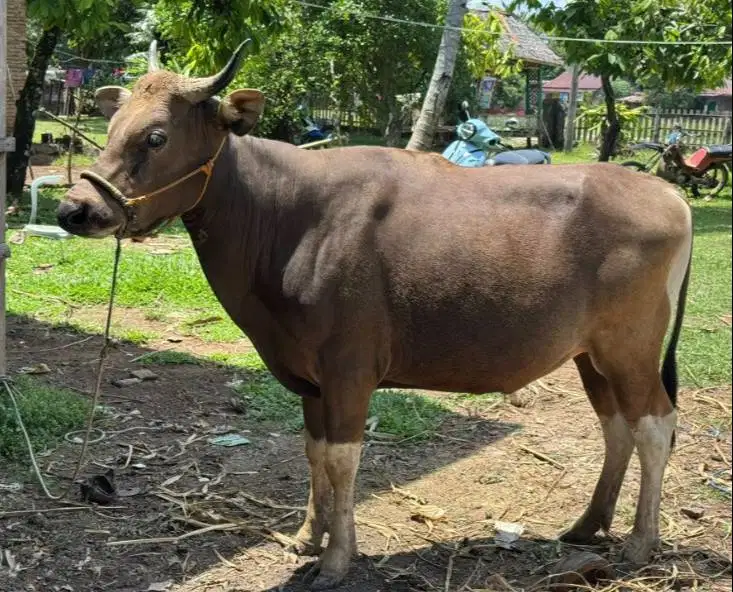 sapi potong 250-400kiloan siap lebaran nazar iedul fitri sedekahan top