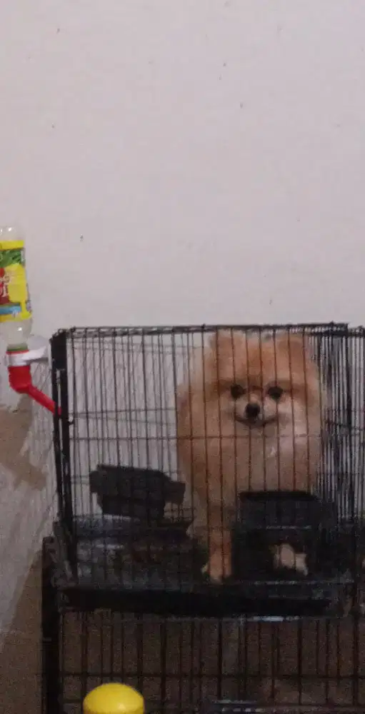 Super minipom size teacup