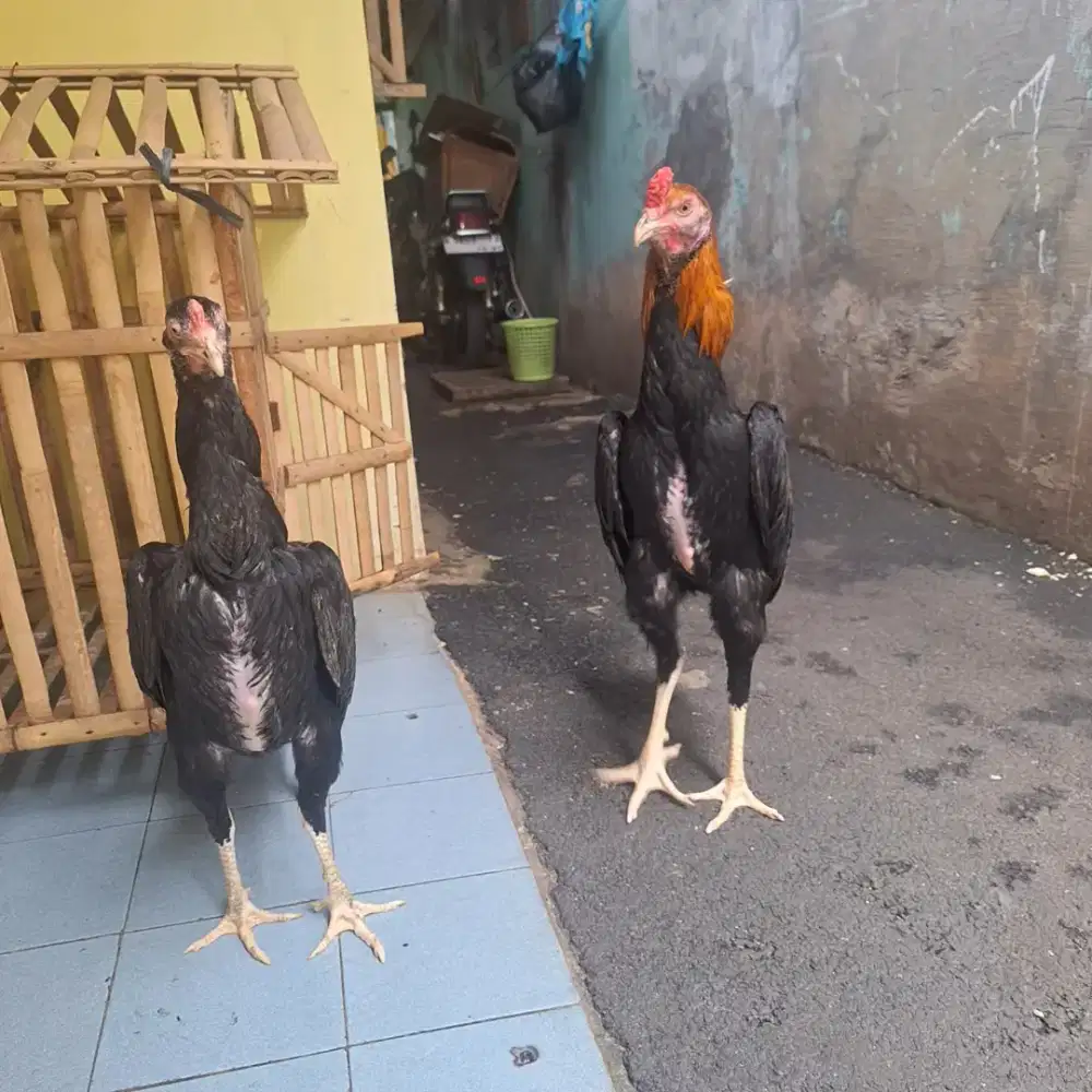 Jual ayam shamo 1 pasang