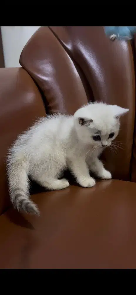 Kitten bsh silver jantan british shorthair