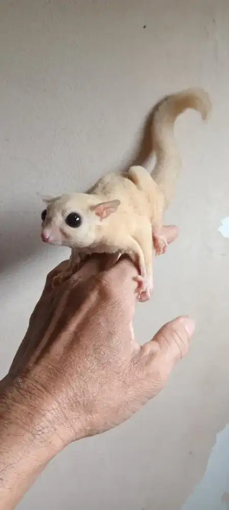 SUGAR GLIDER LEUCISTIC BETINA