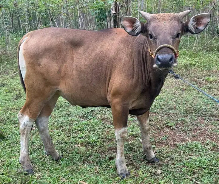 sapi jantan siap potong 250-400kiloan layak lebaran idul fitri nazar