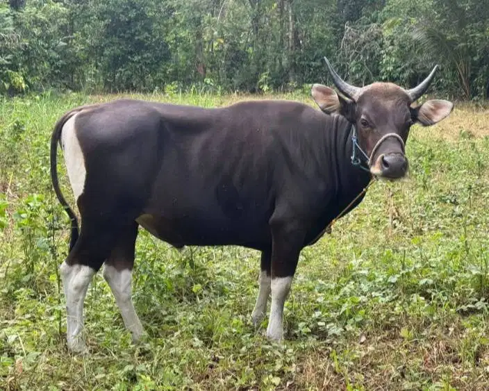 sapi jantan siap potong 250-400kiloan layak lebaran idul fitri nazar