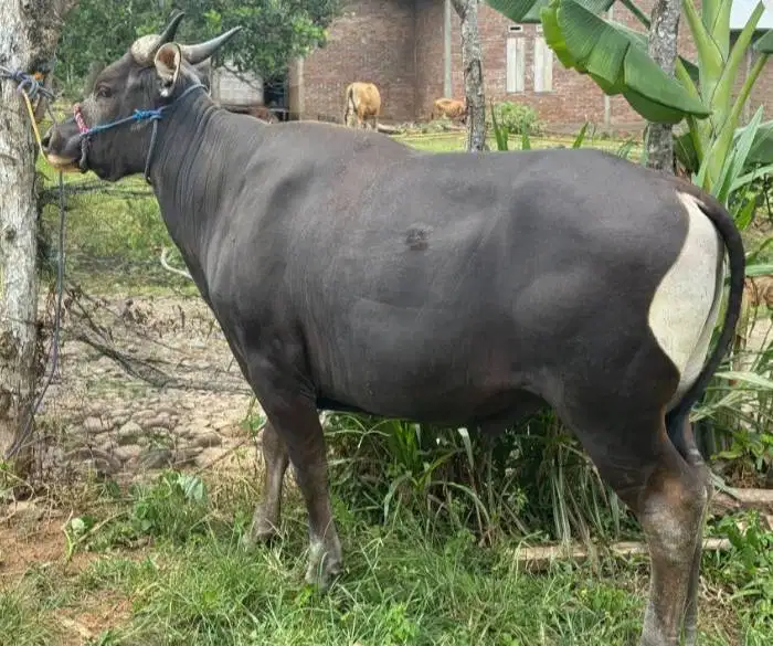 sapi jantan siap kurban 300-kiloan layak iedul adha 2026 ekonomisan ok