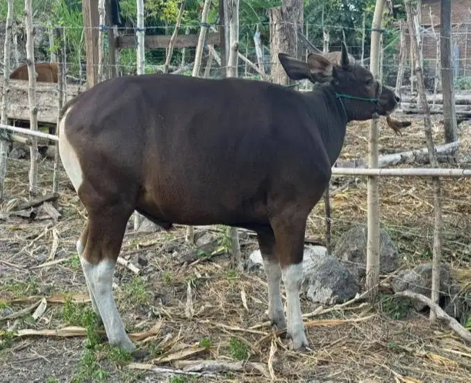 sapi jantan siap kurban 250-kiloan layak iedul adha 2026 ekonomisan ok