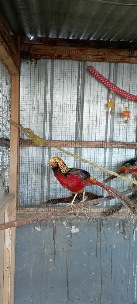 Golden Pheasant Jantan