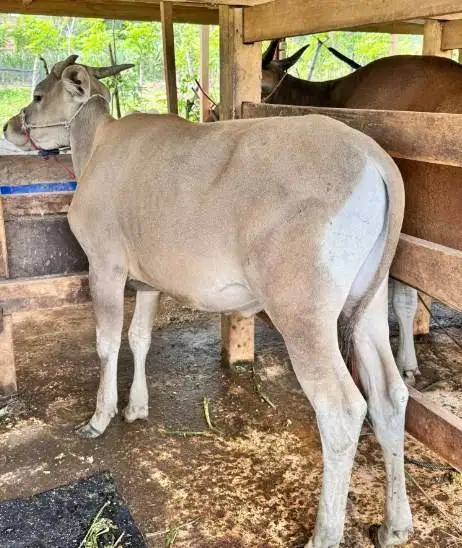 sapi jantan 250-400 kiloan layak potong lebaran iedul fitri sedekahan