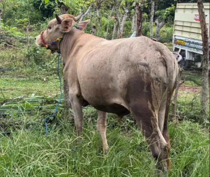 sapi jantan 250-400 kiloan layak potong lebaran iedul fitri sedekahan