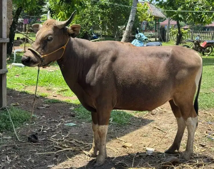 sapi jantan 250-400 kiloan layak potong lebaran iedul fitri sedekahan