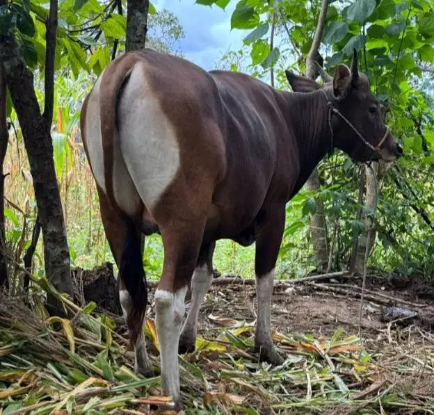 sapi jantan 250-400kiloan siap hajatan nazar idul fitri sedekahan puas