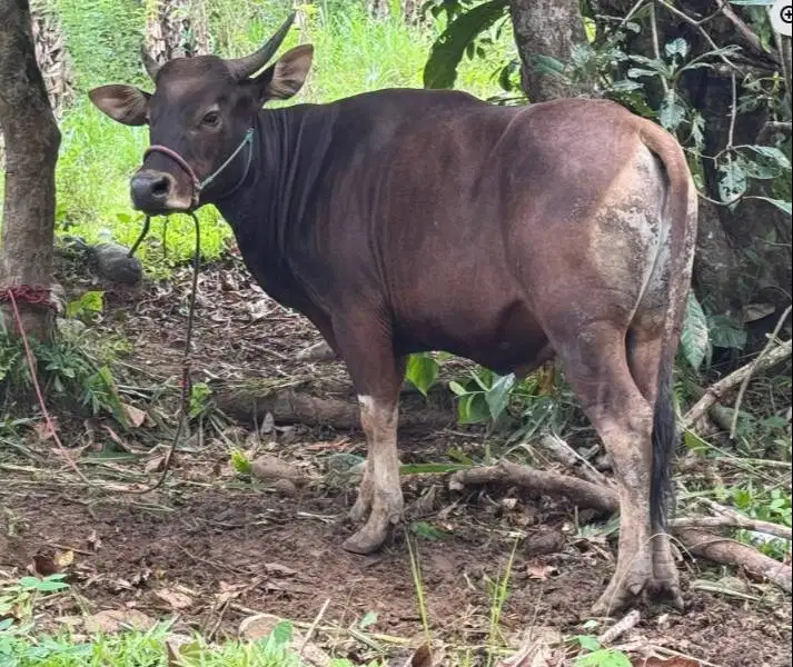 sapi jantan 250-400kiloan siap hajatan nazar idul fitri sedekahan puas