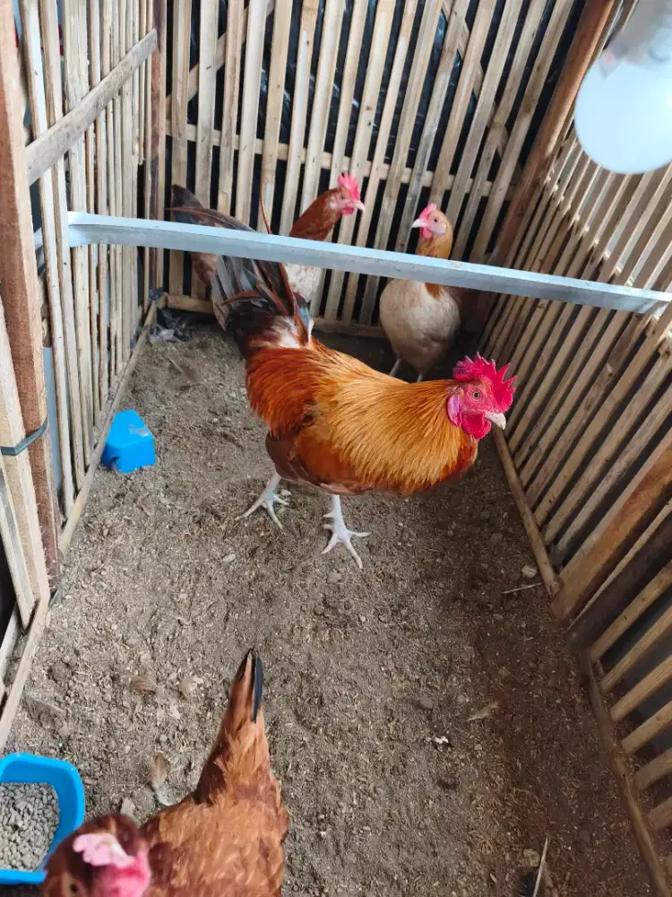 Ayam elba jantan dan betina