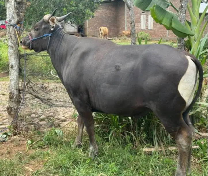 sapi qurban250kiloan siap hewan kurban murmer 2026 ekonomisan rawatan