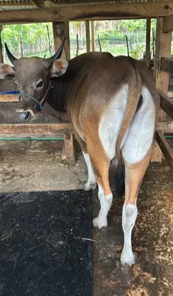 tabungan sapi qurban 250kiloan siap hewan kurban tahun 2027 jamin puas