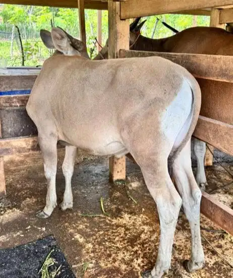 sapi qurban250kiloan siap hewan kurban murmer 2026 ekonomisan rawatan