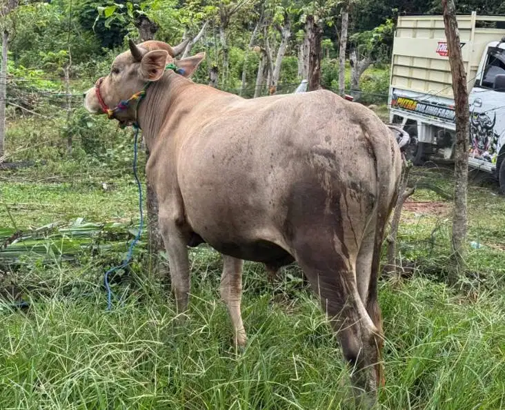 sapi jantan 250-400kiloan siap potong hajatan iedul fitri nazar manteb