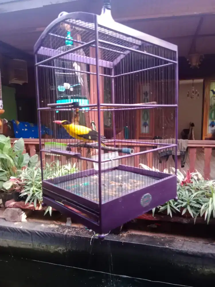 Burung podang terawat