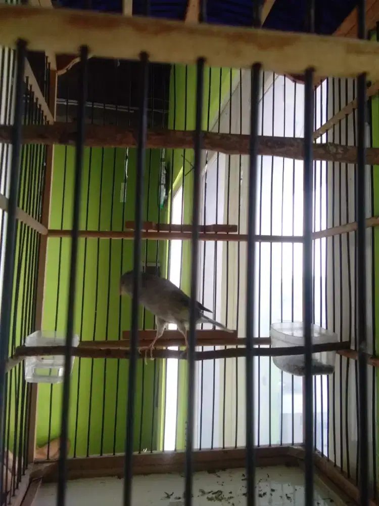 Cod kenari gacor dor