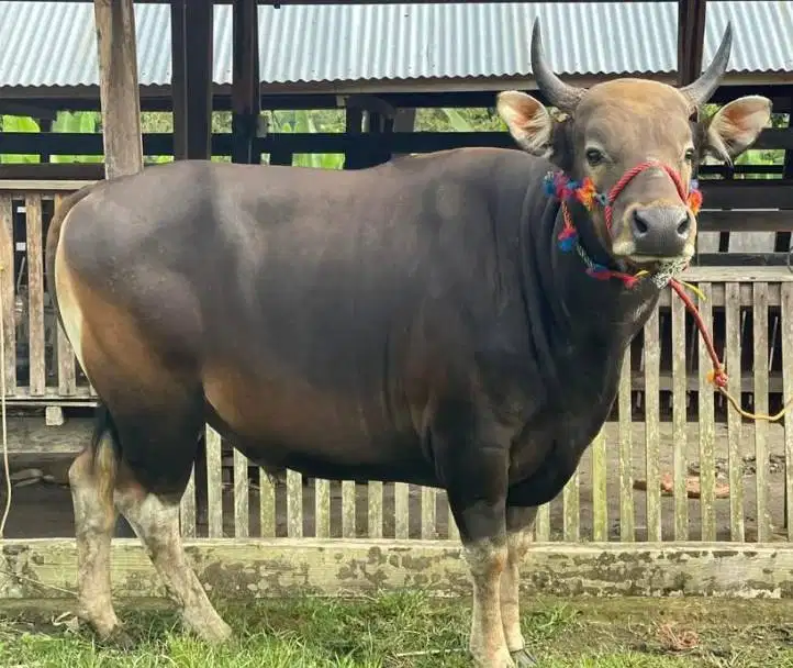sapi potong jantan 250-400kiloan siap lebaran idul fitri nazar sedekah