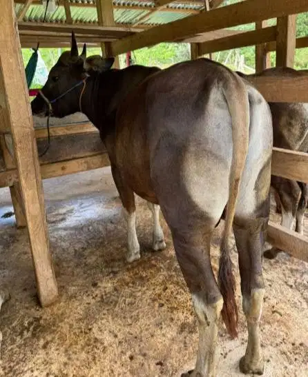 sapi qurban jantan 250 kiloan siap hewan kurban terbaik 2026 jamin top