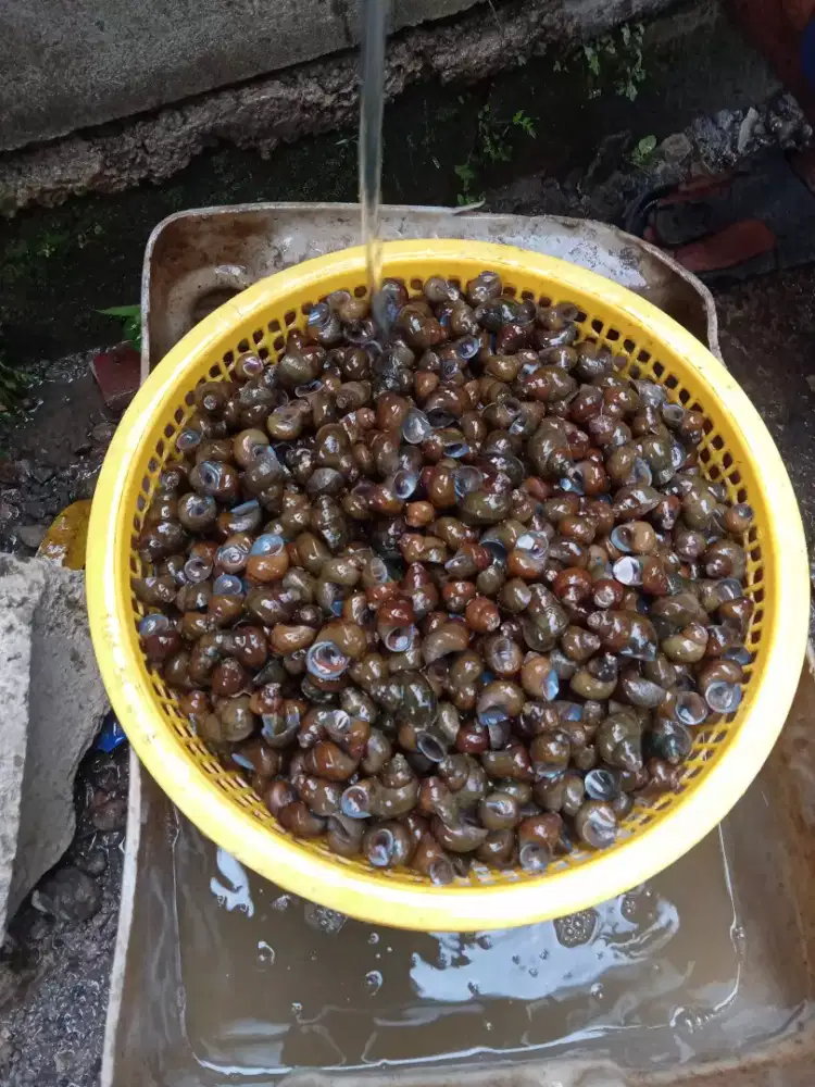 Tutut RAJA raja Tutut