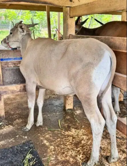 sapi potong jantan 250-400kiloan layak nazar sedekah idul fitri manteb