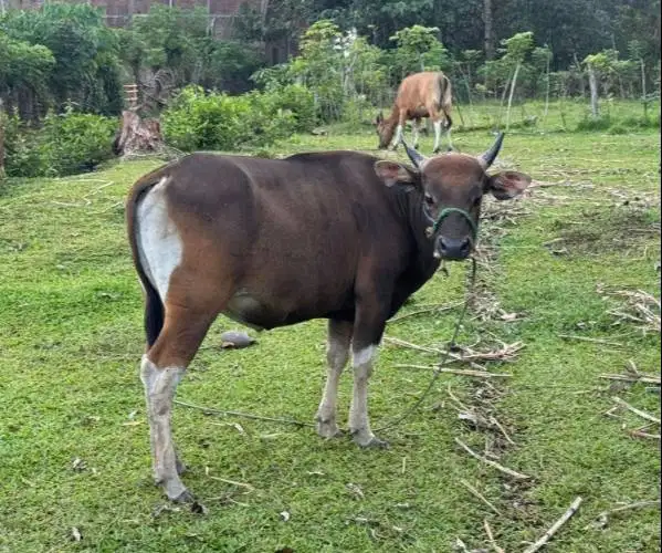 sapi qurban jantan 250 kiloan layak hewan kurban terbaik 2026 jamin ok