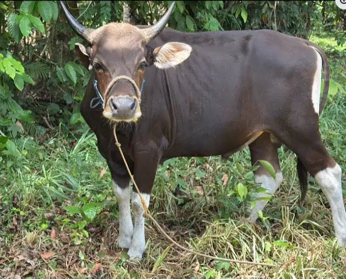 sapi qurban jantan 250 kiloan layak hewan kurban terbaik 2026 jamin ok