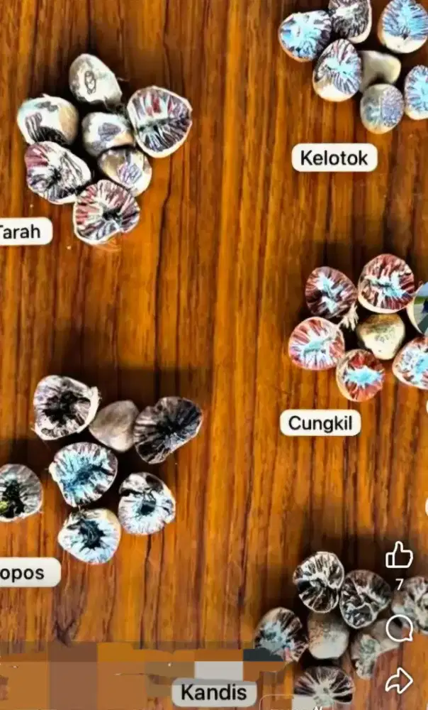 Di cari pinang kering