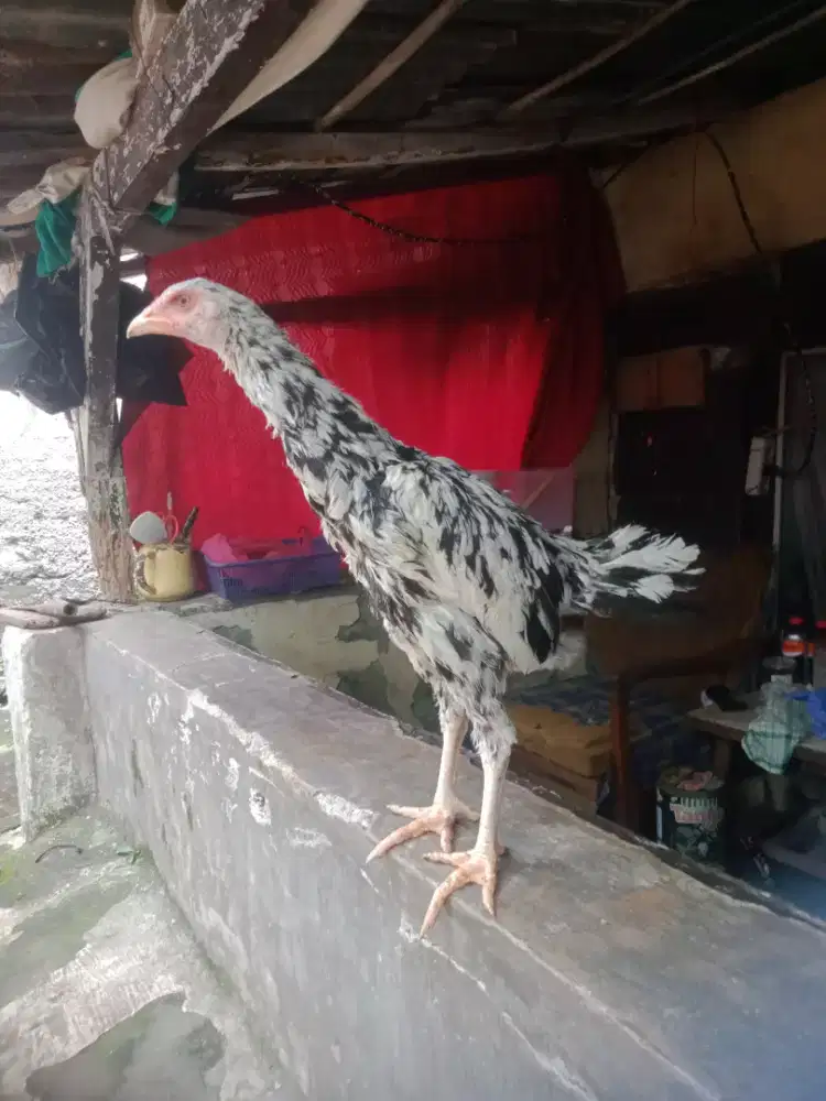 Ayam Bangkok betina Bonus pakan 5 kilo