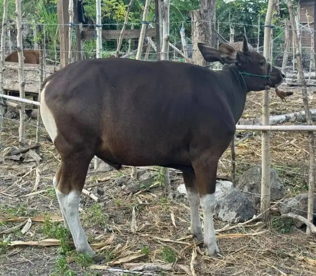 sapi qurban jantan 250kiloan layak hewan kurban 2026 rawatan jamin top