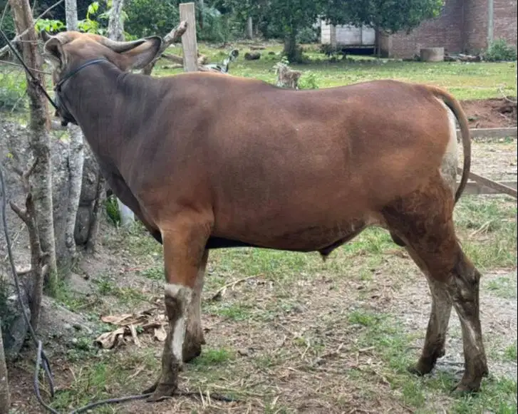 sapi potong jantan 250-400kiloan layak nazar sedekah idul fitri manteb