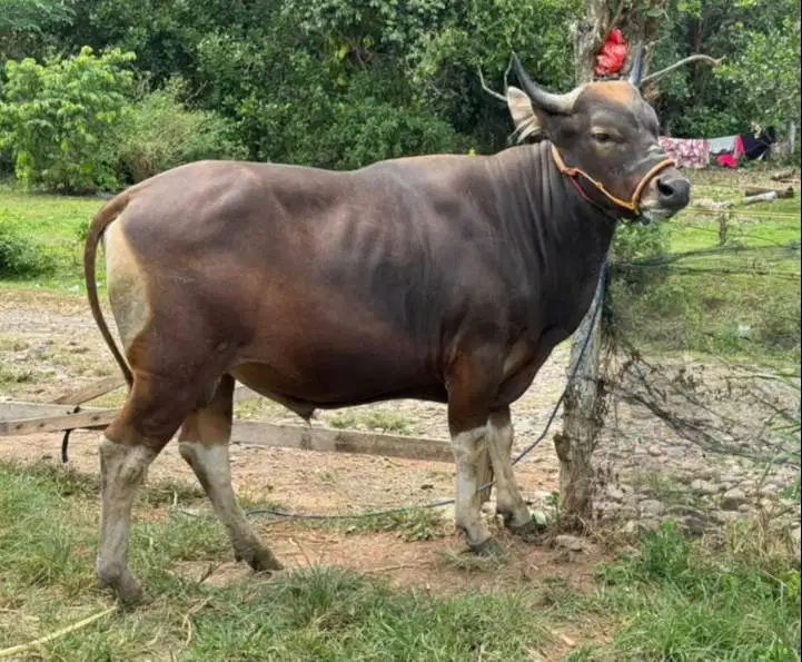 sapi qurban jantan 250kiloan layak hewan kurban 2026 rawatan jamin top