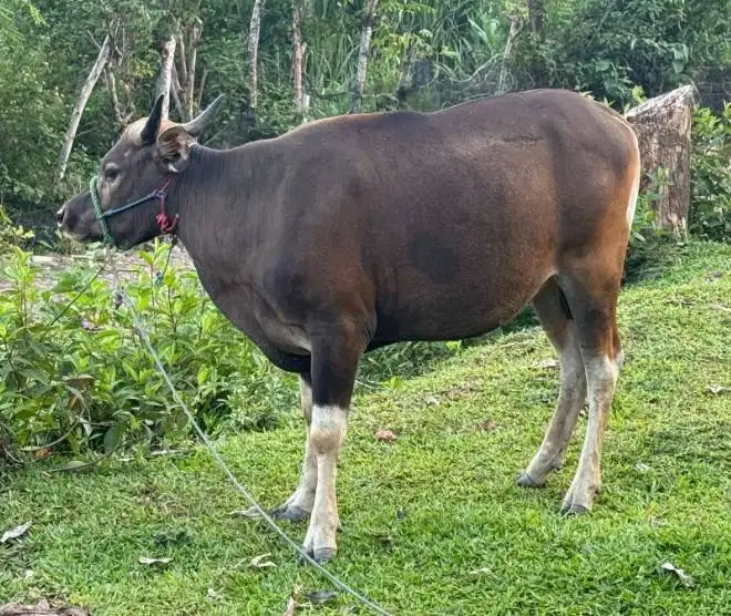 sapi qurban jantan 250kiloan layak sapi kurban murmer 2025 ekonomisan