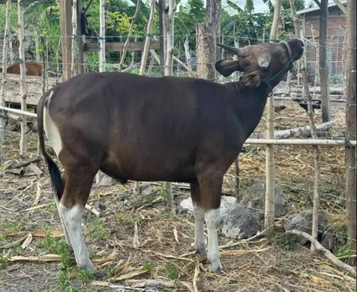 sapi potong jantan 250-400kiloan layak sedekahan nazar hajatan lebaran