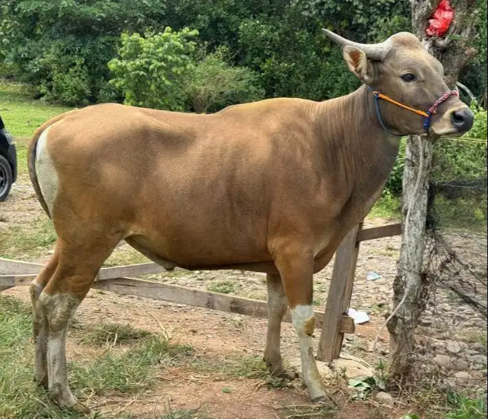 sapi potong jantan 250-400kiloan layak sedekahan nazar hajatan lebaran