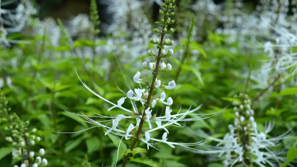 Tanaman kumis kucing