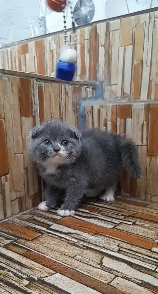 Kitten scottish fold