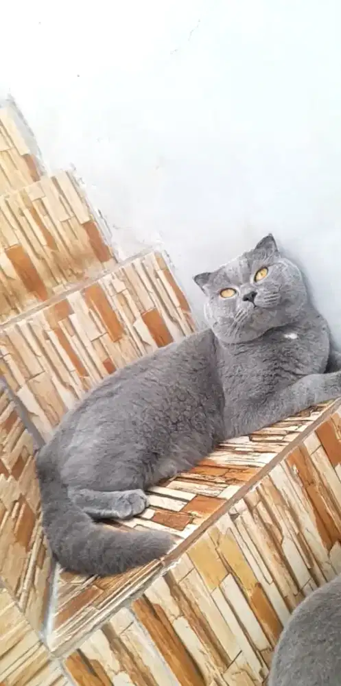 Jassa pacaak Scottish fold