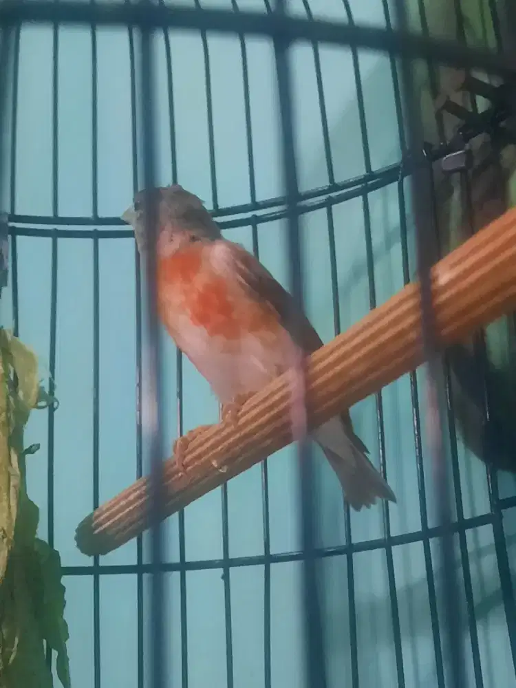 Red Siskin Paud Dijual