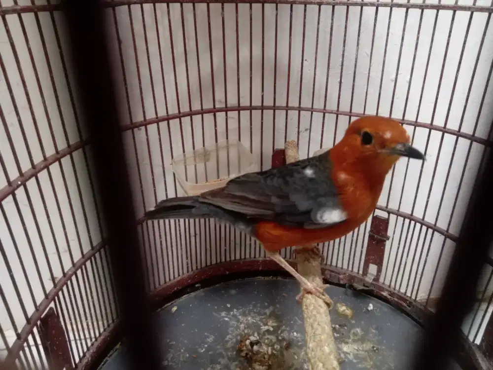 Anis merah jantan blorok selesai mabung