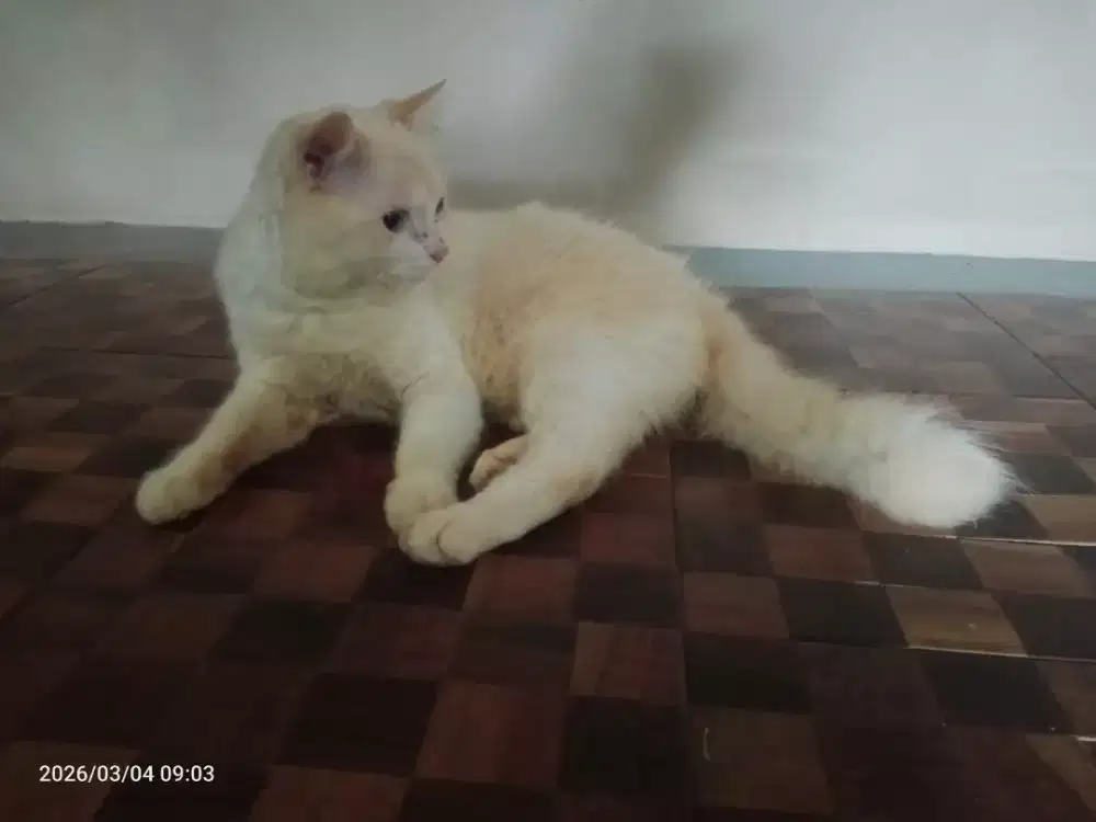 Kucing Persia Jantan Long hair Umur 7bln, Sehat, lucu penurut