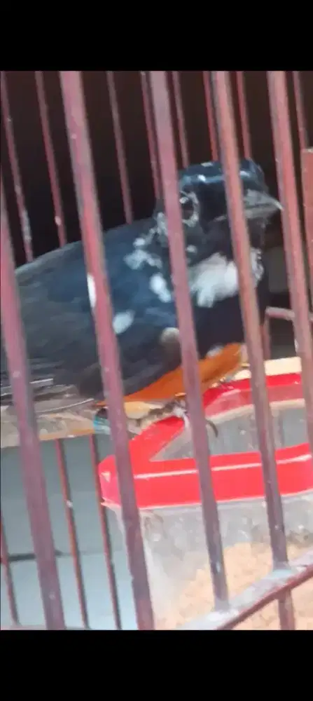 Murai jantan blorok jenggotan