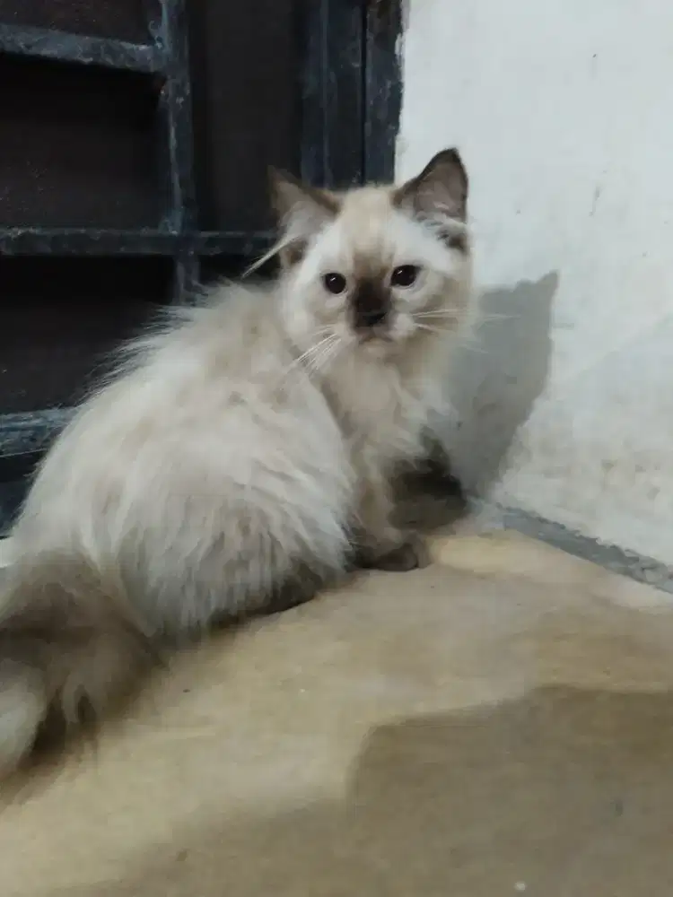 Kitten himalaya jantan 3 bulan
