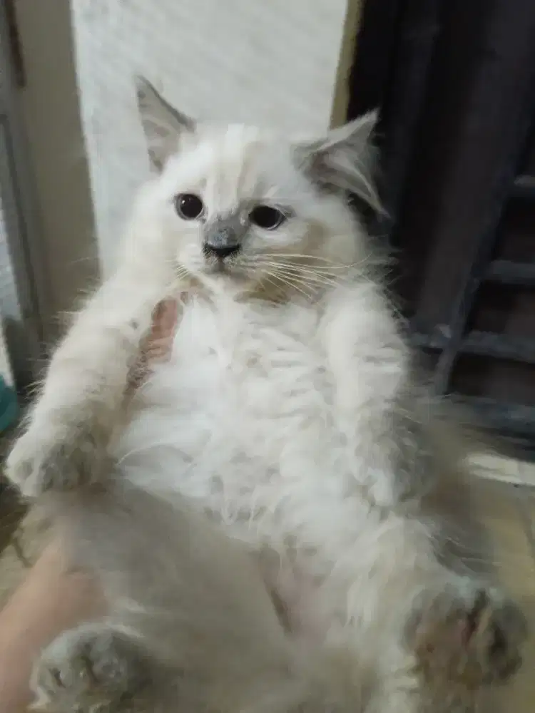 Kitten himalaya betina 3 bulan