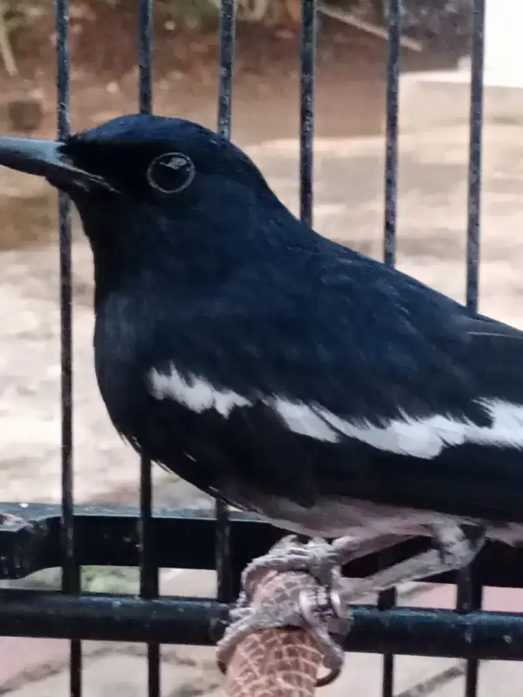 Jual burung Kacer gacor jinak