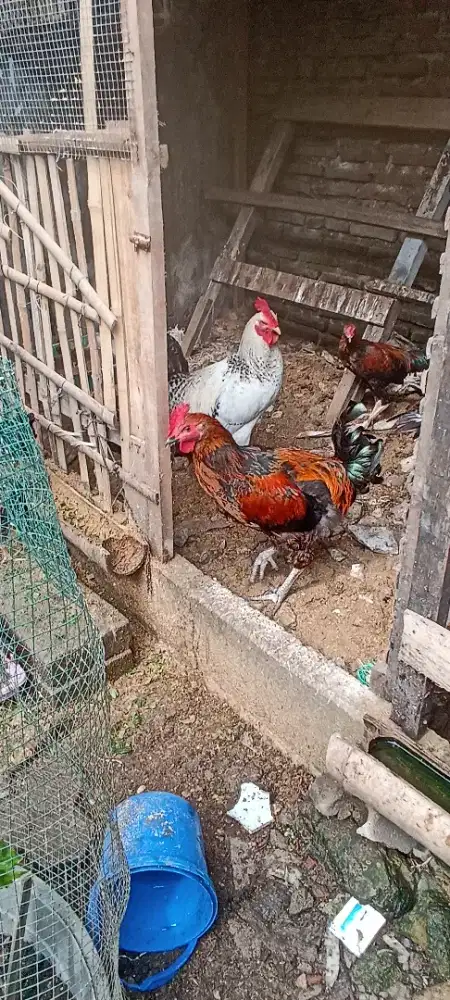 Ayam jago besar siap konsumsi