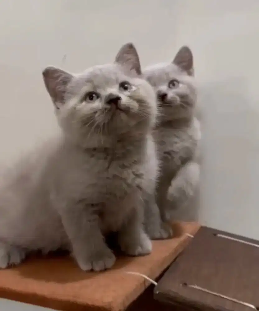 Kucing british shorthair jantan