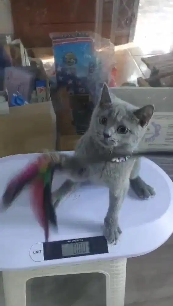 Kitten british short hair